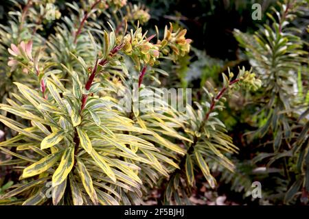 Euphorbia chacias ‘Tigre de Tasmanie’ Spurge Tigre de Tasmanie – fleurs jaunes crémeuses et feuilles en forme de lance variégées, mars, Angleterre, Royaume-Uni Banque D'Images