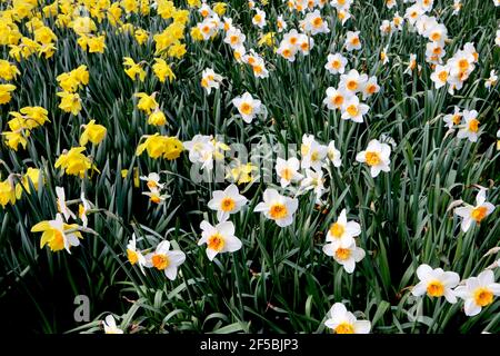 Narcissus / Daffodil ‘Barrett Browning’ Narcissus / Daffodil ‘Dutch Master’ March, Angleterre, Royaume-Uni Banque D'Images