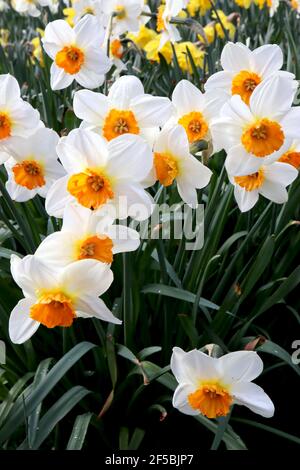 Narcissus ‘Barrett Browning’ Division 3 jonquilles à petites tasses Barrett Browning jondil - pétales blancs, coupe à franges orange jaune, mars, Angleterre Banque D'Images