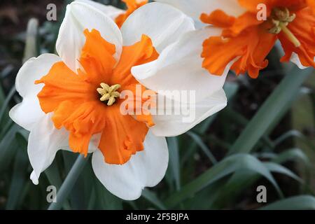 Narcissus «Orangerie» Division 11a jonquilles à col fendu, jonquille d'Orangerie - pétales blancs et coupe à col fendu orange, mars, Angleterre, Royaume-Uni Banque D'Images