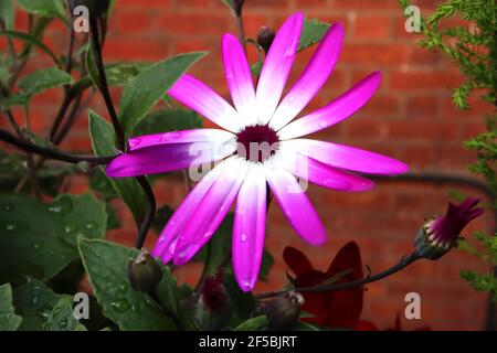 Pericallis x hybrida Senetti Magenta Bicolor - fleurs magenta vif avec un halo blanc, mars, Angleterre, Royaume-Uni Banque D'Images