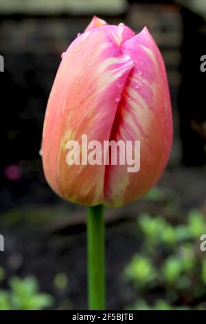 Tulipa 'Hyperion' Single début 1 Hyperion tulipe – tulipe orange avec des flammes roses, mars, Angleterre, Royaume-Uni Banque D'Images