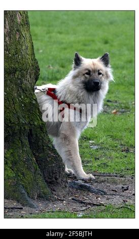 Photocall pour le lancement national du plus grand salon canin sur Terre - CRUFTS qui se tiendra au NEC Birmingham du 4 au 7 mars. Deux chiens Eurasier élevés en Europe et en Asie est un croisement entre un Chow et un Spitz, Propriété de Stacey Watkins de Romford.pic David Sandison 24/2/2004 Banque D'Images