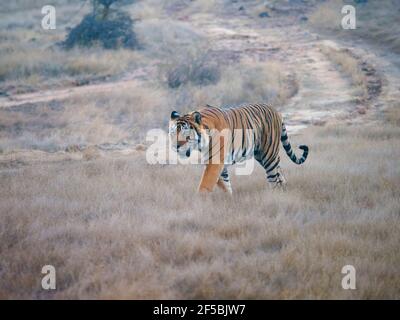 Tigre du Bengale - mâle T58 Panthera tigris tigris Ranthambore National Park Rajastan, Inde MA003705 Banque D'Images