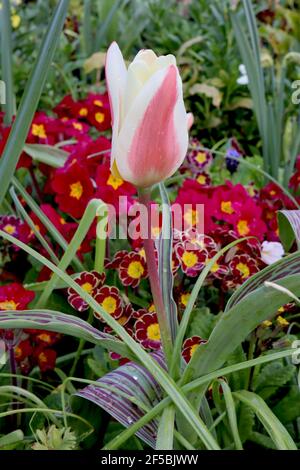 Tulipa «le premier» Kaufmanniana 12 la première tulipe – tulipes blanches crémeuses à fond rouge, base jaune, mars, Angleterre, Royaume-Uni Banque D'Images