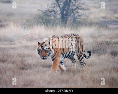 Tigre du Bengale - mâle T58 Panthera tigris tigris Ranthambore National Park Rajastan, Inde MA003716 Banque D'Images