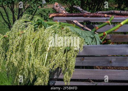 Photo de près de fleurs de rhubarbe coupées et couchées au-dessus de la boîte de compost en bois. Arrière-plan flou avec des buissons verts Banque D'Images