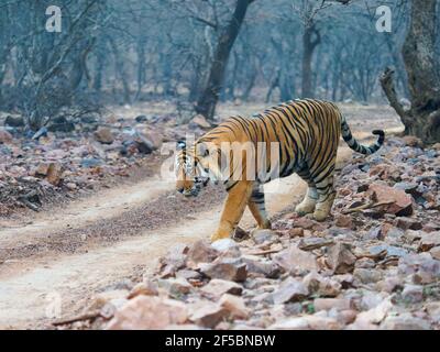 Bengale Tiger - Male T58 utilisant des pistes de jeep Panthera tigris tigris Ranthambore National Park Rajastan, Inde MA003816 Banque D'Images