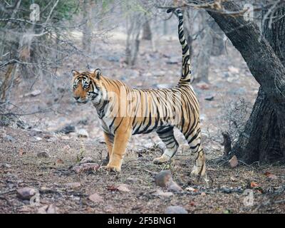 Tigre du Bengale - mâle T58 Panthera tigris tigris Ranthambore National Park Rajastan, Inde MA003839 Banque D'Images