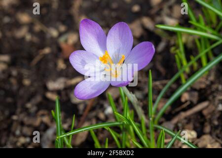 Fleur de crocus pourpre au début du printemps Banque D'Images