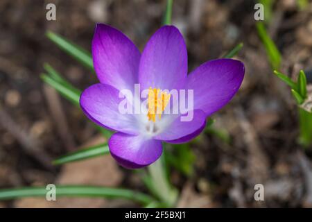Fleur de crocus pourpre au début du printemps Banque D'Images