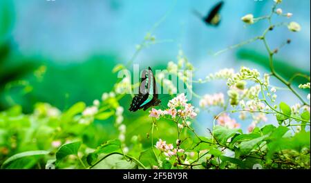 Papillon Bluebottle et fleurs roses. Concept d'arrière-plan du printemps et de la nature. Banque D'Images