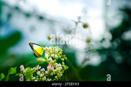 Beau papillon jaune sur des fleurs de super-réducteur rose dans un jardin. Concept d'arrière-plan de printemps et de nature. Copier l'espace. Banque D'Images