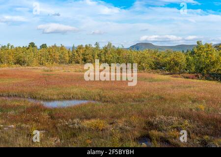 Zone humide près du lac profond dans la Laponie suédoise. Couleurs ensoleillées de jour et d'automne dans le parc national d'Abisko, en Suède. Lac Tornetrask dans la nature arctique Banque D'Images