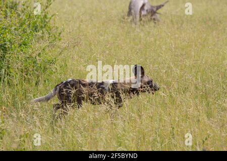 Chien de chasse sauvage africain ou loup peint (Lycaon pictus). Adulte . La pêche à la traîne, se déplaçant à un certain rythme et traversant la savane des prairies. Couche cryptique f Banque D'Images