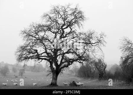 Ce magnifique arbre m'a attrapé l'œil en conduisant au pays de Galles, les moutons paissant sur le foin ont fait dériver le brouillard au-dessus des collines. Banque D'Images