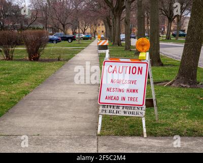 River Forest, Illinois, États-Unis. 25 mars 2021. Une paire agressive de faucons de Cooper (Accipiter cooperii) a été plongée sur des prédéstriens pour défendre leur nid, obligeant le village à mettre des panneaux d'avertissement sur le trottoir du 800 bloc de Clinton place. Banque D'Images