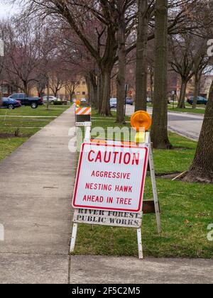 River Forest, Illinois, États-Unis. 25 mars 2021. Une paire agressive de faucons de Cooper (Accipiter cooperii) a été plongée sur des prédéstriens pour défendre leur nid, obligeant le village à mettre des panneaux d'avertissement sur le trottoir du 800 bloc de Clinton place. Banque D'Images