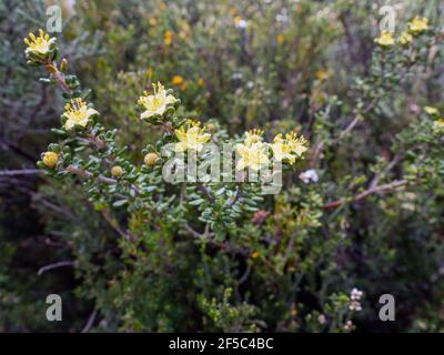 Flowernig asterolasia trymalioides, Alpes australiennes, Victoria Banque D'Images