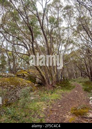 Sentiers de randonnée, parc national de Baw Baw, Victoria Australie. De Mount St Gwinear à Baw Baw Village. Banque D'Images