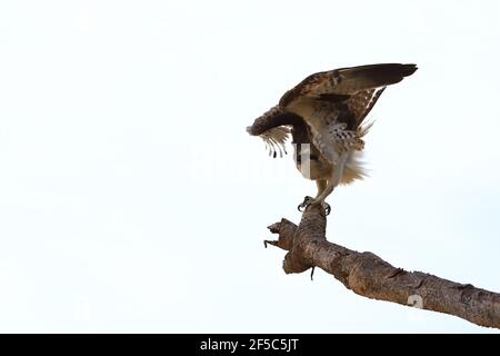 Osprey prenant le vol d'un pandanus en Australie. Banque D'Images