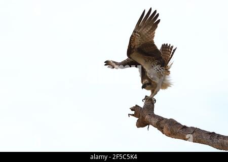 Osprey prenant le vol d'un pandanus en Australie. Banque D'Images