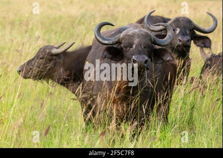 Buffle du Cap (Syncerus caffer), Tsavo, Kenya. Banque D'Images