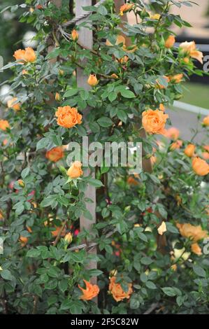 Orange à grandes fleurs Climber rose (Rosa) le pont des Soupirs fleurit Une pergola dans un jardin en mai Banque D'Images