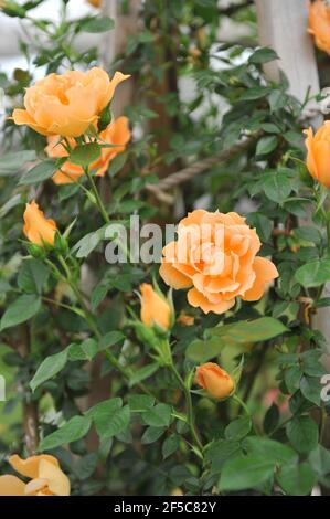 Orange à grandes fleurs Climber rose (Rosa) le pont des Soupirs fleurit Une pergola dans un jardin en mai Banque D'Images