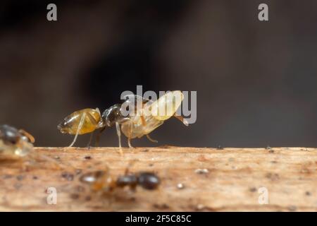 La photographie macro de Tiny Ant transportait des chiots pendant la course Sur le bras Banque D'Images