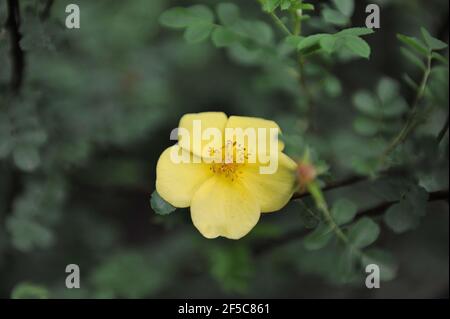 Rose arbuste jaune (Rosa xanthina) Le Canary Bird fleurit dans un jardin en mai Banque D'Images