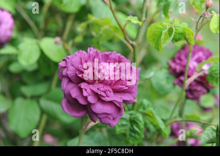 Mauve Hybrid China rose (Rosa) le cardinal de Richelieu fleurit Un jardin en juin Banque D'Images