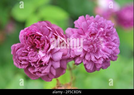 Mauve Hybrid China rose (Rosa) le cardinal de Richelieu fleurit Un jardin en juin Banque D'Images