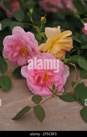 Rose arbuste rose anglaise (Rosa) Cariad fleurit lors d'une exposition En mai Banque D'Images