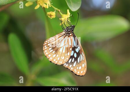 Papillon tigre bleu se nourrissant d'une fleur jaune avec des ailes fermées. Banque D'Images