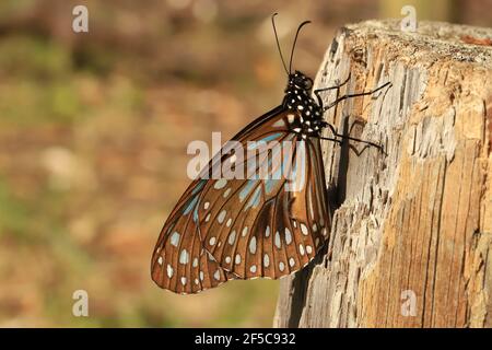 Papillon tigre bleu reposant sur un poteau avec les ailes fermées. Banque D'Images