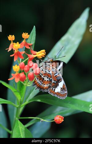 Papillon orange laquant se nourrissant d'une fleur rouge et orange. Banque D'Images