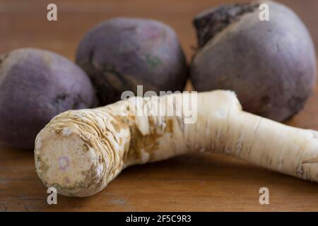 Gros plan d'un Horseradish (Armoracia rusticana, syn. Cochlearia armoracia) un légume racinaire, cultivé et utilisé dans le monde entier comme épice Banque D'Images