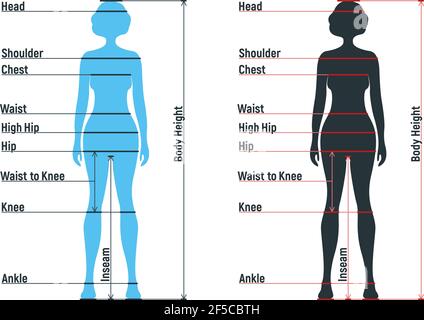 Tableau de taille femelle anatomie personnage humain, personnes maquette devant et vue latérale silhouette de corps, isolé sur blanc, illustration vectorielle plate. Bande dessinée woma Illustration de Vecteur