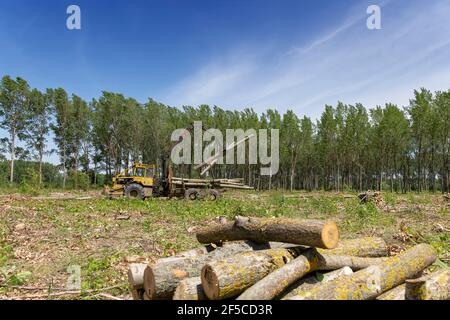 Le bras oscillant du camion de bûlage soulève et charge le tas de troncs d'arbre. Homme chargeant des grumes d'arbre décortiquées à l'aide d'une grue à bois sur une remorque de camion lourd pour le transport Banque D'Images