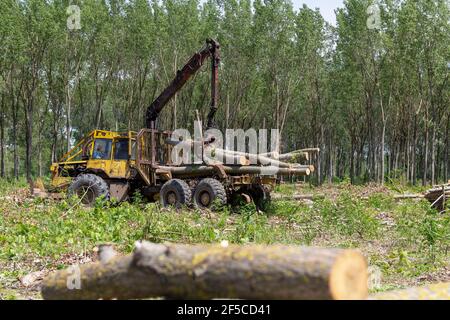 Homme chargeant des grumes d'arbre décortiquées à l'aide d'une grue à bois sur une remorque de camion lourd pour le transport. Vue sur le bras mécanique des journaux de chargement de l'enregistreur. Banque D'Images