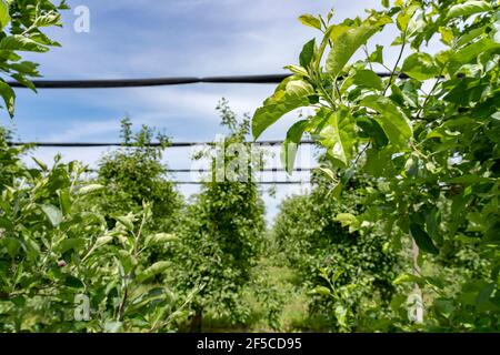 Pommeraie avec filets de protection pour les ongles. Filets de protection contre la grêle au-dessus de la plantation Apple Tree. Banque D'Images