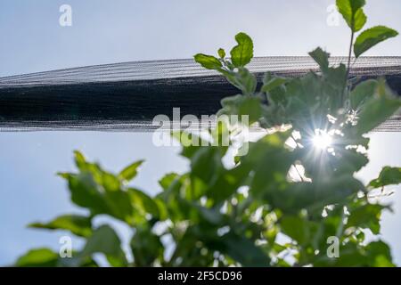 Le soleil brille à travers le filet de protection de Hail au-dessus de la plantation Apple Tree. Vue à angle bas de l'arbre vert protégé par filet anti-grêle. Banque D'Images