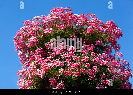 Ivy Leaf Geranium Pelargonium peltatum fleurs Banque D'Images