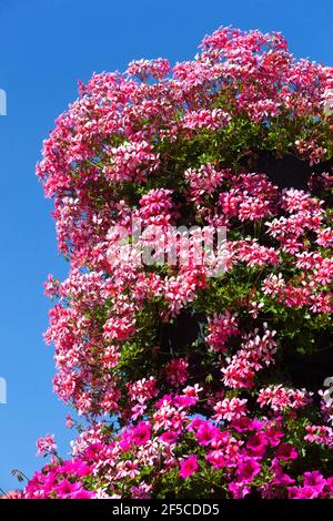 Pelargoniums roses fleuris beaucoup de fleurs Banque D'Images