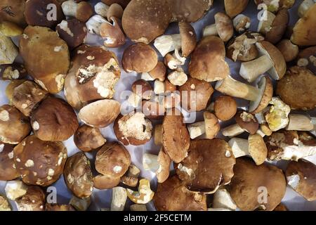 Les champignons blancs, les champignons blancs diététiques et savoureux, les champignons sauvages comestibles de saison sont récoltés dans la forêt.New Banque D'Images