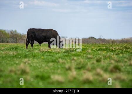 Vue à angle bas d'un taureau Angus paissant dans un pâturage luxuriant au printemps avec espace négatif. Banque D'Images