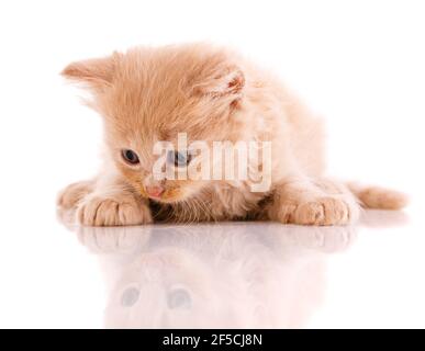 Le petit chat aux cheveux rouges se trouve et regarde sa réflexion sur un fond blanc. Banque D'Images