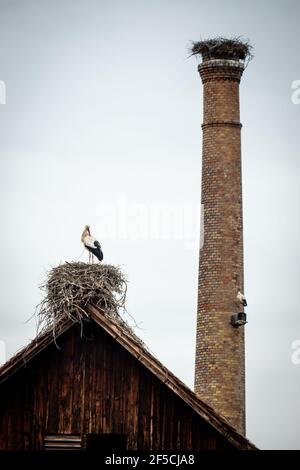 Deux Storks à Nest sur le toit et Chimney Banque D'Images