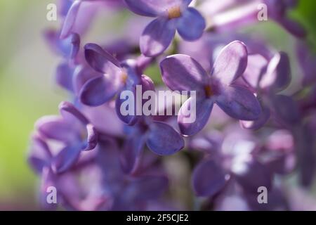 Vue rapprochée d'une branche avec fleurs printanières parfumées au lilas violet de la Syringa vulgaris. Profondeur de champ étroite Banque D'Images